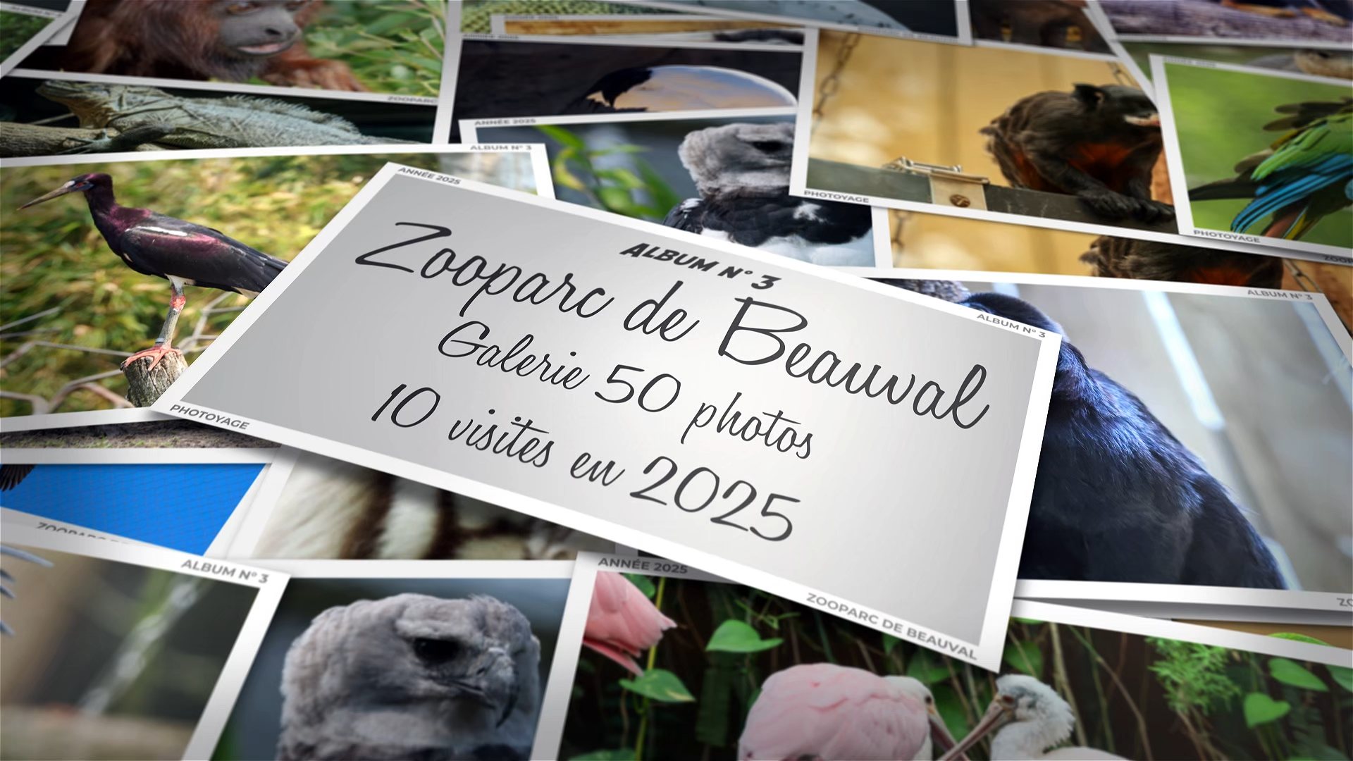 Zooparc de Beauval - Année 2025 - Album 03