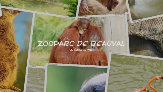 ZooParc de Beauval 2023 résumé en 100 photos