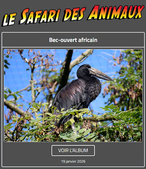 BEC-OUVERT AFRICAIN