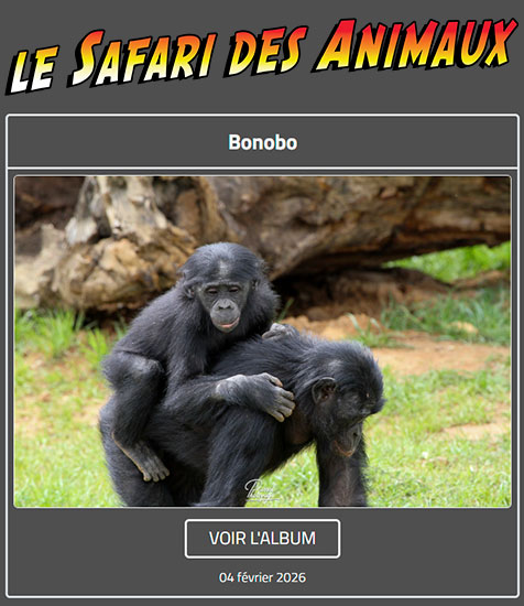 BONOBO