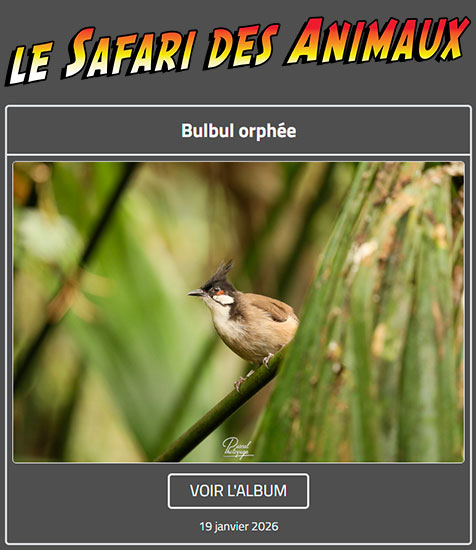 BULBUL ORPHÉE