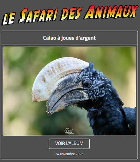 CALAO À JOUES ARGENT