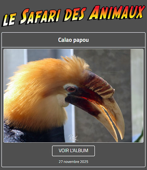 CALAO PAPOU