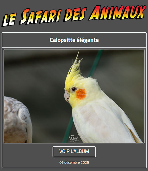 CALOPSITTE ÉLÉGANTE