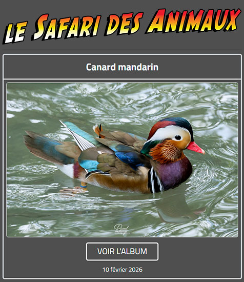 CANARD MANDARIN