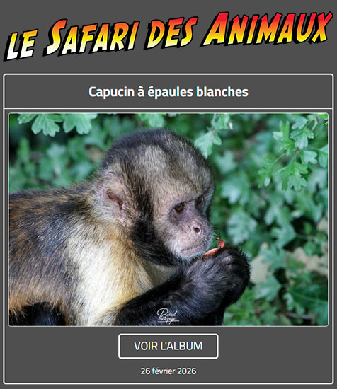 CAPUCIN À ÉPAULES BLANCHES