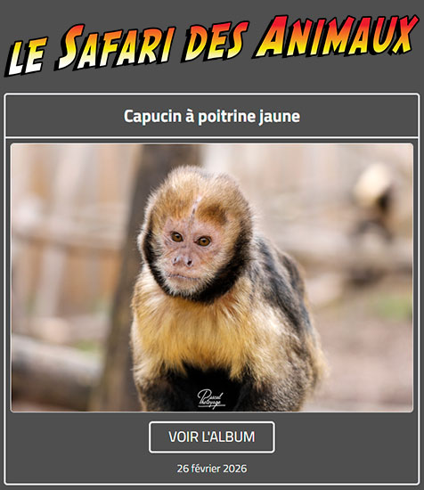 CAPUCIN À POITRINE JAUNE