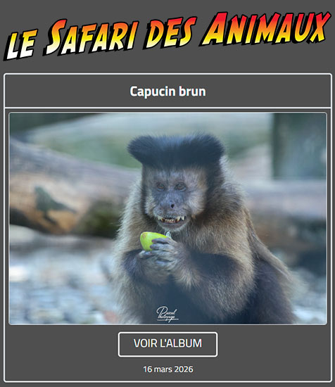 CAPUCIN BRUN