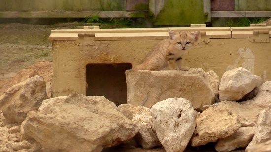 Les chats des sables (Film 01)