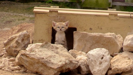 Les chats des sables (Film 02)