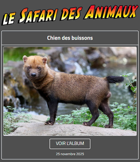 CHIEN DES BUISSONS