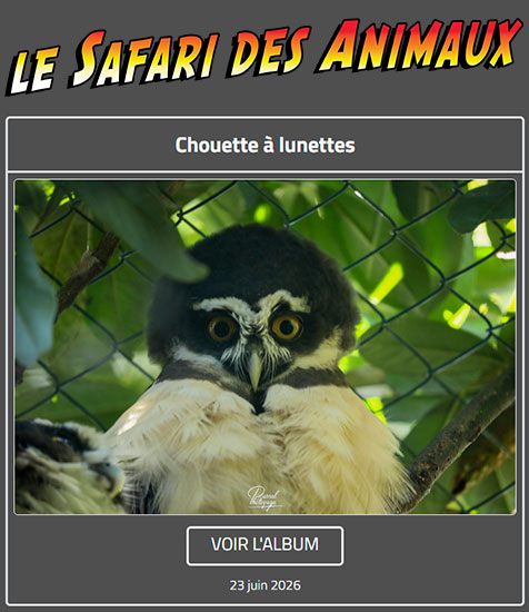 CHOUETTE À LUNETTES