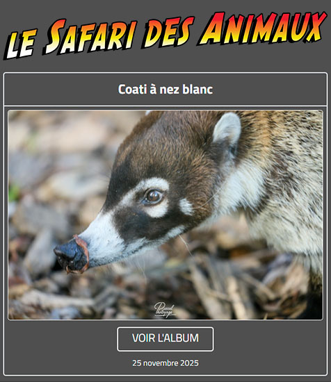 COATI À NEZ BLANC