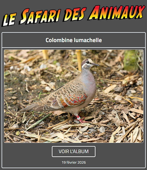 COLOMBINE LUMACHELLE