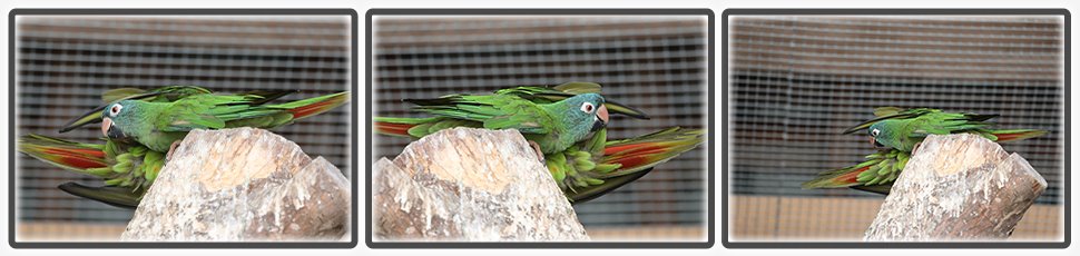 Conure à tête bleue