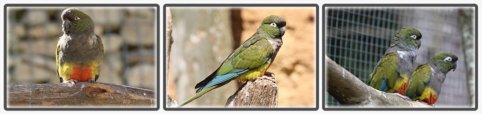 Conure de Patagonie