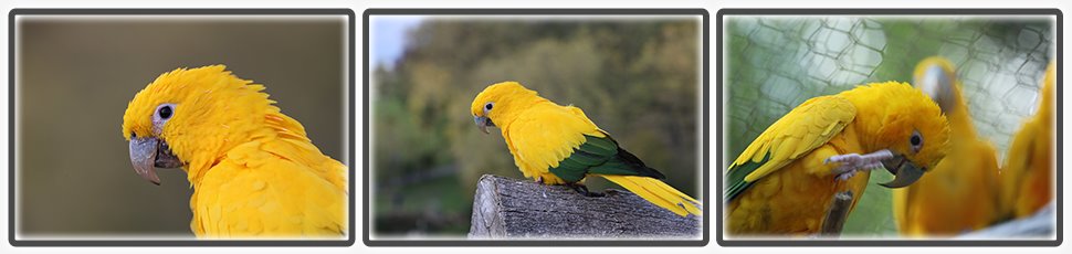 Conure dorée