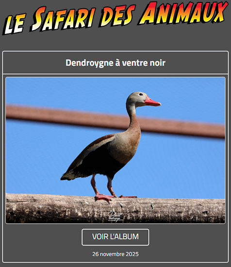 DENDROCYGNE À VENTRE NOIR