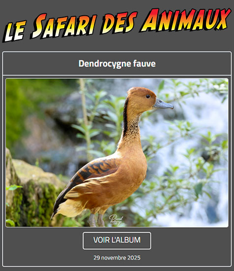 DENDROCYGNE FAUVE