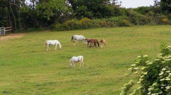 Le domaine de Fignols