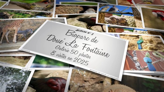 Bioparc de Doué La Fontaine - Année 2025 - Album 01