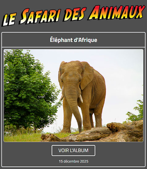 ÉLÉPHANT D'AFRIQUE