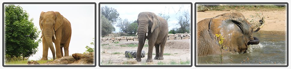 Éléphant d'Afrique