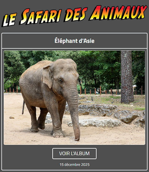 ÉLÉPHANT D'ASIE