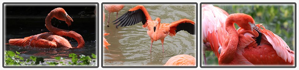 Flamant des Caraïbes