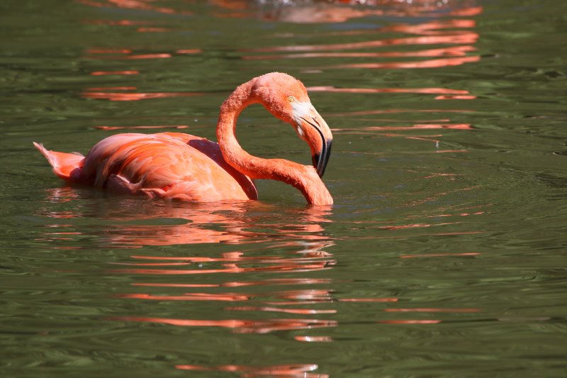 flamant_rose_-_023.jpg