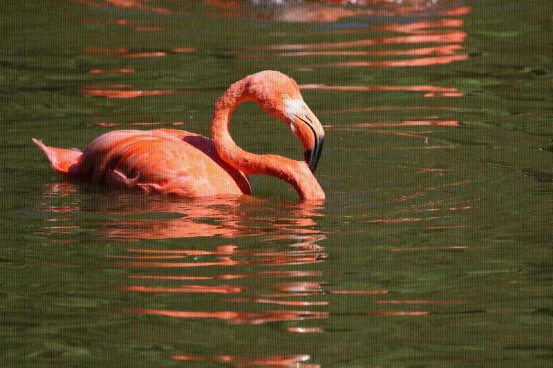 flamant_rose_-_023_default_1.jpg