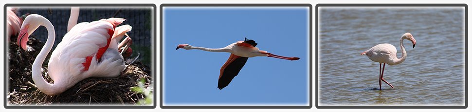 Flamant rose