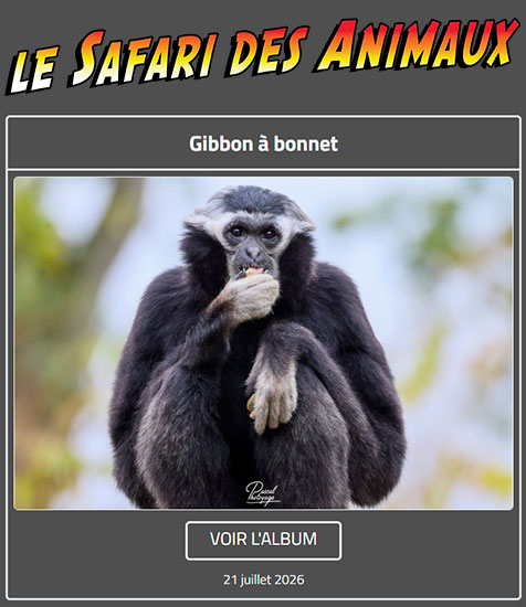 GIBBO À BONNET