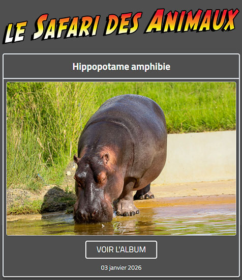 HIPPOPOTAME AMPHIBIE