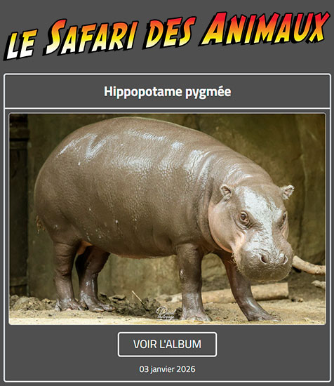 HIPPOPOTAME PYGMÉE