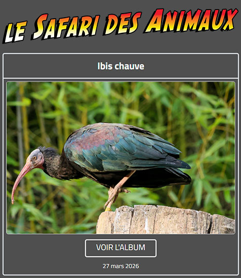IBIS CHAUVE
