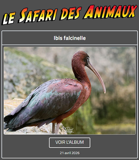 IBIS FALCINELLE