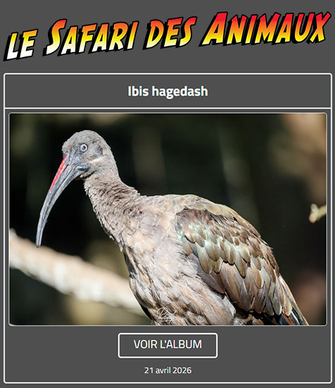 IBIS HAGEDASH