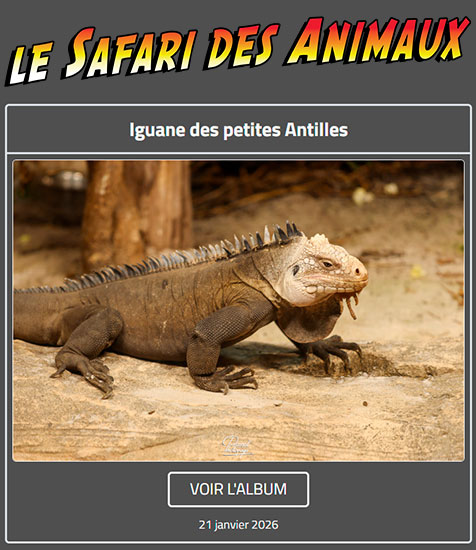 IGUANE DES PETITES ANTILLES