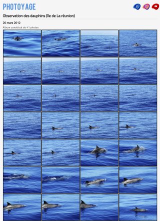 Observation des dauphins (île de La réunion) - 20 mars 212