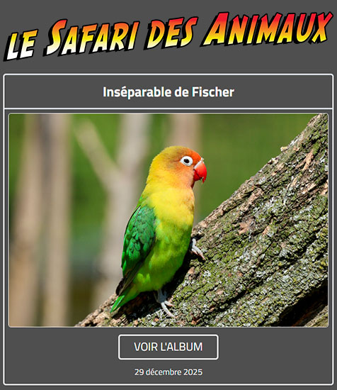 INSÉPARABLE DE FISCHER