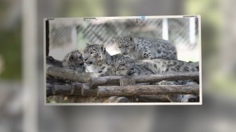 Diaporama sur la panthère des neiges. Les 102 photos ont été prises dans différents zoos