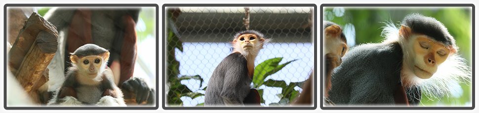 Langur de Douc