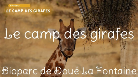 Le camp des girafes (Bioparc de Doué la Fontaine)