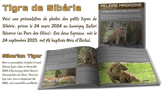 Les tigres de Sibérie du Parc des félins