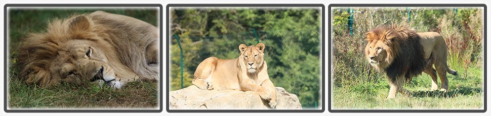 Lion de l'Atlas