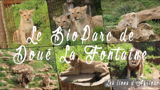 lion_doue_la_fontaine_-_loveley_romantic_photo_slideshow_cc2023.mp4_snapshot_00.18.988.jpg