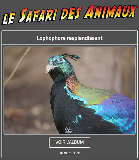 LOPHOPHORE RESPLENDISSANT