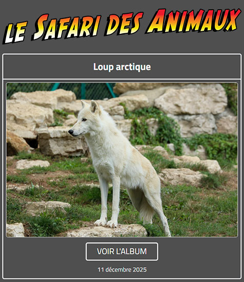 LOUP ARCTIQUE