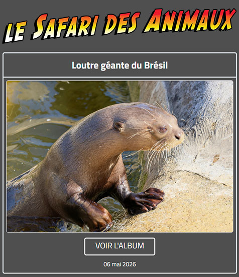 LOUTRE GÉANTE DU BRÉSIL